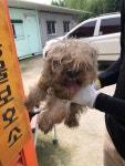 충남 당진시 합덕읍 미락 2안길 25에서 요크셔 테리어 발견 보호
