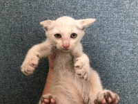 경기 안양 안양소방서에서 터키시 앙고라 발견 보호