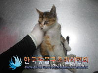 서울 노원구 상계역 푸르지오 인근에서 삼색 어린 고양이 발견 보호