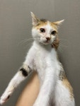경북 경주 용강동에서 삼색 어린 고양이 발견 보호
