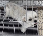 충남 서산 고운로에서 말티즈 발견 보호