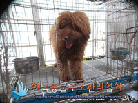 경기 동두천 광암로 6번길 50에서 푸들 발견 보호
