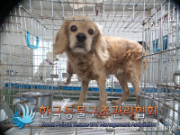 경기 포천 영중면 양문로 8에서 코카 스파니엘 발견 보호