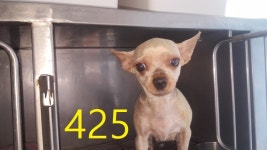 인천 계양구 효성동에서 요크셔 테리어 발견 보호