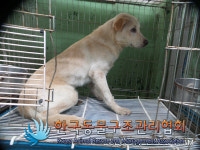 서울 동대문구 제기4구역 재개발지역에서 갈흰색 강아지 발견 보호
