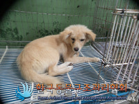 경기 연천 연천읍 차옥로 38-5에서 노랑색 강아지 발견 보호