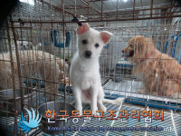 서울 강남구 학동로 강남구청 인근에서 흰색 어린 강아지 발견 보호
