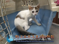 서울 영등포구 당산동 6가에서 검정 줄무늬 흰색 어린 고양이 발견 보호..사람 따름
