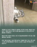 화장실 간 집사 기다리다 해탈한 고양이..멍때리기 대회 우승할 듯!