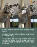 화장실 간 집사 기다리다 해탈한 고양이..멍때리기 대회 우승할 듯!