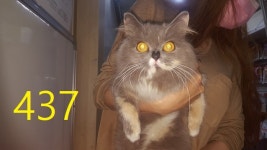 인천 계양 임학동 이마트편의점에서 페르시안 친칠라 발견 보호