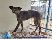 경기 연천 전곡읍 양연로 SK주유소에서 호피색 강아지 발견 보호