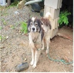 경남 고성 대가면 금산3길에서 까만 점박이색 강아지 발견 보호