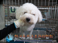 서울 노원구 상계5동주민센터 인근에서 비숑 프리제 발견 보호