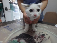 대구 달성 화원이진캐스빌에서 흰갈색 어린 고양이 발견 보호