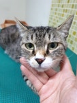 충남 아산 탕정면 한라아파트 주변 어린이집에서 고등어색 고양이 발견 보호