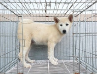 경기 이천 마장면 덕평2리에서 진돗개 발견 보호