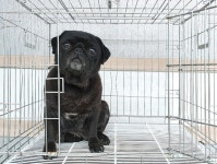 경기 이천 마장면 덕평2리에서 퍼그 발견 보호