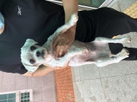 충북 청주 오창읍 송대리 엘리트 어린이집에서 말티즈 발견 보호