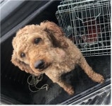 충남 부여 장하리에서 푸들 발견 보호