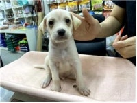 충남 부여 구아리에서 흰색 어린 강아지 발견 보호