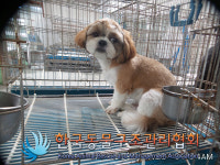 서울 노원구 공릉로 34길 4에서 시츄 발견 보호