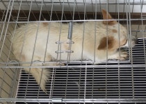 충남 서산시 풍전2길 66-9에서 흰갈색 강아지 발견 보호