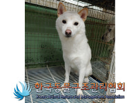 서울 서대문구 연희동 궁동근린공원에서 흰색 강아지 발견 보호