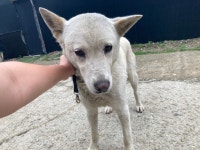 경기 시흥 조남동에서진돗개 발견 보호