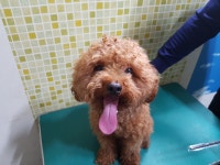 충남 아산 도고면 도고산로 227번길에서 푸들 발견 보호