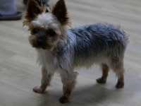 울산 울주군 언양휴게소 근처에서 요크셔 테리어 발견 보호