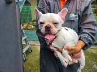 경남 창원 안청남로 13 부영1차아파트에서 프렌치 불독 발견 보호