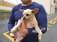 경남 합천 합천읍 옥산아파트에서 요크셔 테리어 발견 보호