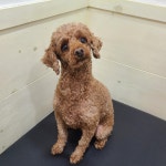 경기 부천 프리존빌딩에서 푸들 발견 보호