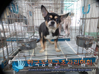 서울 금천구 시흥대로에서 치와와 발견 보호