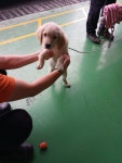 부산 강서 녹산산단 361로 9에서 아이보리색 강아지 발견 보호