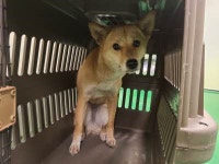 부산 동래 복천동주민센터에서 갈색 강아지 발견 보호