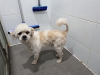 대구 달성군 구지면 구지서로에서 흰갈색 강아지 발견 보호