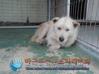 경기 양주 비암2리에서 흰색 강아지 발견 보호