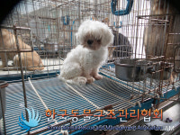 경기 양주 장흥면 권율로 309번길 263 펜션에서 말티즈 발견 보호