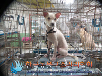 경기 의정부 호담로에서 흰색 강아지 발견 보호