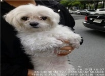 대전 서구 대덕대로 갈마2동주민센터에서 말티즈 발견 보호