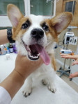 경기 남양주 별내동에서 웰시 코기 펨브로크 발견 보호