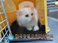 서울 서대문구 남가좌동에서 터키시 앙고라 고양이 발견 보호