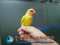 서울 노원구 노원로 3에서 앵무새 발견 보호