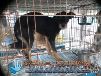 서울 도봉구 방학로 산1에서 갈검정색 강아지 발견 보호..목줄 착용