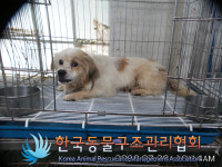 경기 김포 고촌읍 고촌파출소 옆에서 갈흰색 강아지 발견 보호