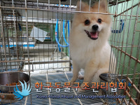 서울 구로구 신도림동에서 포메라니안 발견 보호