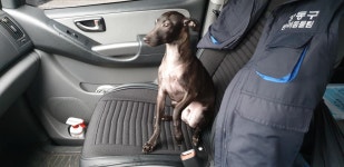 서울 강동구 한강시민공원 인근에서 이탈리안 그레이 하운드 발견 보호