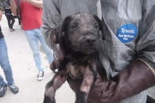 제주 제주 서귀포시 대정 동일하모로에서 페터데일 테리어 발견 보호